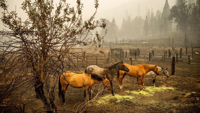Angela Crawford walks past her home as a wildfire called the McKinney fire burns above it in Klamath National Forest, Calif., on Saturday, July 30, 2022. Crawford and her husband stayed, as other residents evacuated, to defend their home from the fire. (AP Photo/Noah Berger)