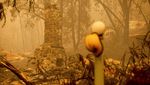 Sisa Kebakaran Hutan di California, Bangunan Hancur-Udara Kuning Pekat