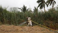 Pekerja menyemprot tanaman menggunakan air. Para ahli mengatakan, aforestasi bisa membuat wilayah tidak rentan gelombang panas, dengan angin laut yang semakin panas ketika melewati struktur padat sementara jalan raya dan atap menyerap panas.
