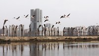 Flamingo merah muda terbang melewati perkebunan pohon palem baru, di Hutan Kota Clifton, yang sebelumnya merupakan tempat pembuangan sampah di Karachi, Pakistan, Rabu, (22/6/2022). Clifton merupakan salah satu distrik di Karachi yang erat dengan cuaca panas dan sampah. Namun kini terlihat sebuah sudut yang hijau.