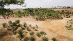 Begini Ambisi Melawan Panas Menyengat di Karachi dengan Tanam Pohon
