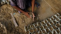 Pekerja menyusun bibit pohon di pot plastik. Secara keseluruhan, hutan hanya meliputi 5,4 persen dari wilayah Pakistan, menurut Syed Kamran Hussain selaku manajer provinsi Khyber Pakhtunkhwa di World Wide fund for Nature cabang nasional. Jumlah itu kalah jauh dibanding 24 persen milik India, dan 14,5 persen milik Bangladesh.