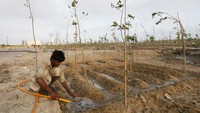 Proyek tersebut merupakan salah satu dari ratusan inisiatif penanaman pohon yang dimiliki negara dan privat di Pakistan. Di negara tersebut, luas area hutan tertinggal dibanding negara-negara lain di Asia Selatan.