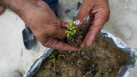 Tunas pohon mulai terlihat dari pot plastik. Masood Lohar, yang mendirikan Clifton Urban Forest mengatakan, aforestasi bisa membantu Karachi lebih tahan terhadap bencana alam dan mendorong satwa liar untuk bertahan.
