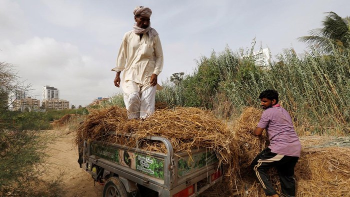 Aksi Penghijauan Kota untuk Melawan Panas Menyengat di Karachi Irfan Husain, 55, a former employee at a power utility in the Middle East, moves a newly-grown Azadirachta Indica seedling on his roof in Karachi, Pakistan June 17, 2021. Karachi is a sprawling port city of some 17 million people, where breakneck expansion of roads and buildings means there is less and less space for trees and parkland. REUTERS/Akhtar Soomro SEARCH