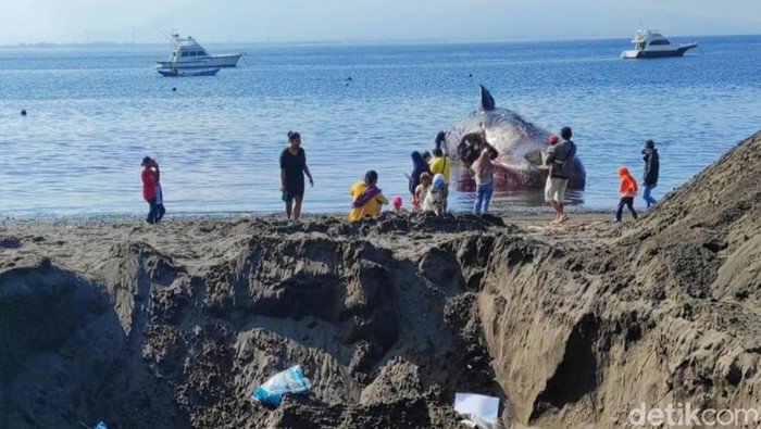 Bangkai paus sperma di Pantai Bulusan, Banyuwangi