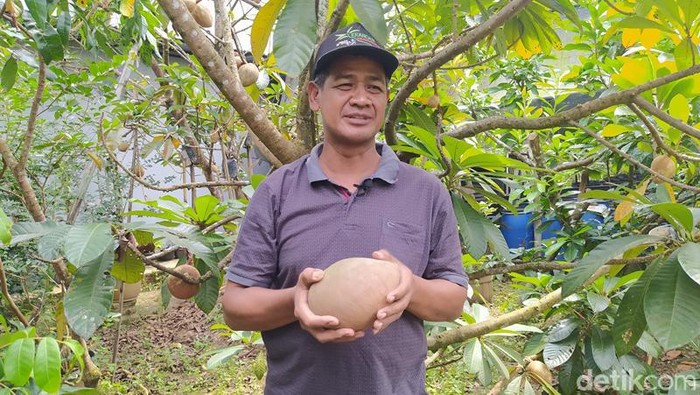 Buah sawo raksasa yang ditanam Irul warga Kebonkliwon, Kecamatan Salaman, Kabupaten Magelang, Rabu (3/8/2022).