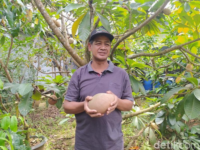 Buah sawo raksasa yang ditanam Irul warga Kebonkliwon, Kecamatan Salaman, Kabupaten Magelang, Rabu (3/8/2022).