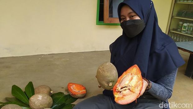Buah sawo raksasa yang ditanam Irul warga Kebonkliwon, Kecamatan Salaman, Kabupaten Magelang, Rabu (3/8/2022).