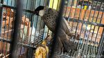 Melihat Jual Beli Kutilang, Burung Endemik Simbol HJKB ke 212