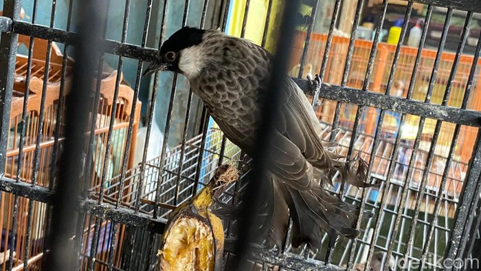 Burung kutilang atau manuk cangkurileung Burung kutilang atau manuk cangkurileung