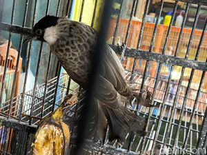 Ngobrol Seputar Cangkurileung di Pasar Burung Sukahaji Bandung