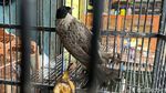 Melihat Jual Beli Kutilang, Burung Endemik Simbol HJKB ke 212