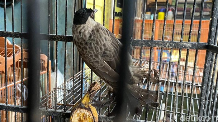 Burung kutilang atau manuk cangkurileung