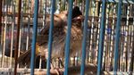 Melihat Jual Beli Kutilang, Burung Endemik Simbol HJKB ke 212
