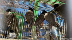 Melihat Jual Beli Kutilang, Burung Endemik Simbol HJKB ke 212