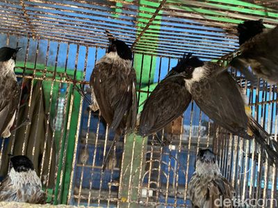 Melihat Jual Beli Kutilang, Burung Endemik Simbol HJKB ke 212