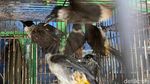 Melihat Jual Beli Kutilang, Burung Endemik Simbol HJKB ke 212