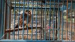 Melihat Jual Beli Kutilang, Burung Endemik Simbol HJKB ke 212