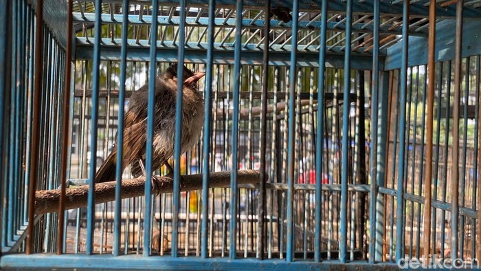 Burung kutilang atau manuk cangkurileung