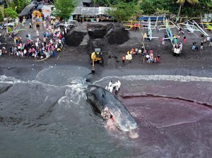 5 Alasan Kenapa Paus Bisa Terdampar di Pantai