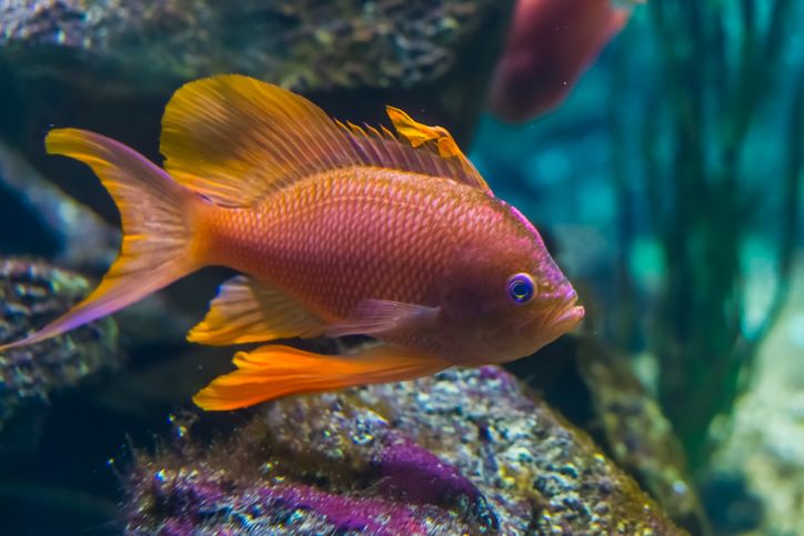 Ikan Red Devil Muncul di Danau Toba, Ini Fakta Menariknya