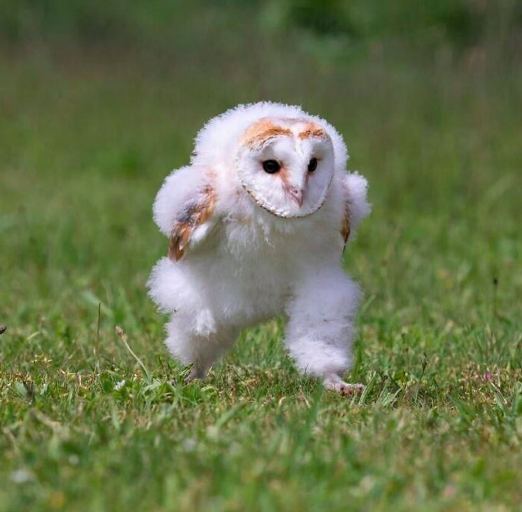 Hewan lucu Hewan lucu