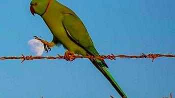 Yang ini juga pas banget fotonya, jadi seperti mencengkram Bulan. Foto: via Bored Panda