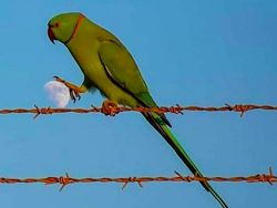 Foto-foto Lucu Hewan yang Bikin Gemas