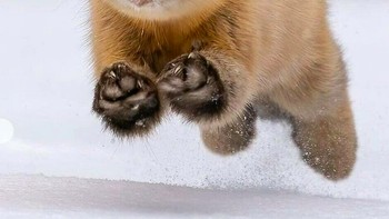 Wuff wuff... ayo lompat! Foto: via Bored Panda