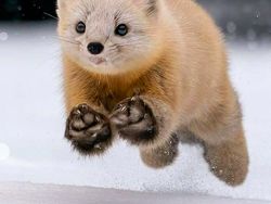 Foto-foto Lucu Hewan yang Bikin Gemas