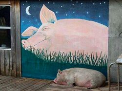 Foto-foto Lucu Hewan yang Bikin Gemas