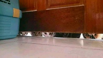 Hey, pada ngintip apa kalian? Foto: via Bored Panda