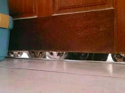 Foto-foto Lucu Hewan yang Bikin Gemas