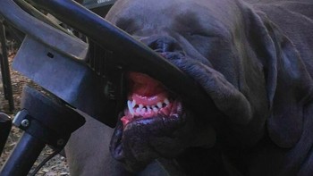 Sepertinya lelah sekali setelah menyetir perjalanan jauh. Foto: via Bored Panda