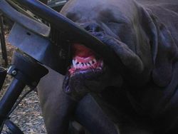 Foto-foto Lucu Hewan yang Bikin Gemas