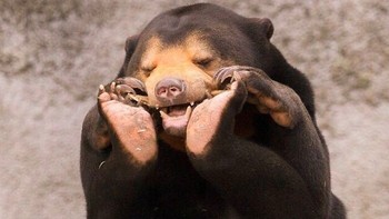 Ada yang lagi happy nih! Foto: via Bored Panda