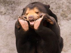 Foto-foto Lucu Hewan yang Bikin Gemas