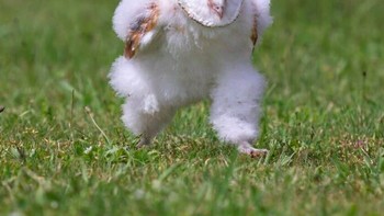 Lari-lari mau ke mana? Foto: via Bored Panda