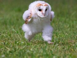 Foto-foto Lucu Hewan yang Bikin Gemas