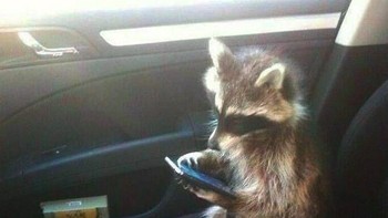 Seat belt sudah dipakai, tapi jangan main HP dong. Foto: via Bored Panda