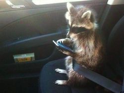 Foto-foto Lucu Hewan yang Bikin Gemas