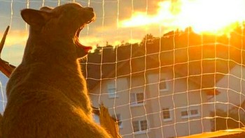 Wow, api? Ini pas banget ngambil foto berlatar Matahari, si kucing menguap. Foto: via Bored Panda