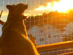 Foto-foto Lucu Hewan yang Bikin Gemas