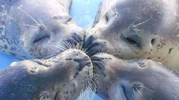 Gemes banget, akur-akur yaa. Foto: via Bored Panda