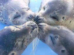 Foto-foto Lucu Hewan yang Bikin Gemas