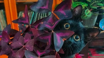 Cilukba! Foto: via Bored Panda