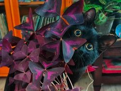 Foto-foto Lucu Hewan yang Bikin Gemas