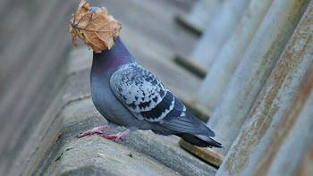 Tolong! Gak kelihatan nih! Foto: via Bored Panda