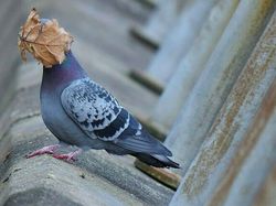 Foto-foto Lucu Hewan yang Bikin Gemas